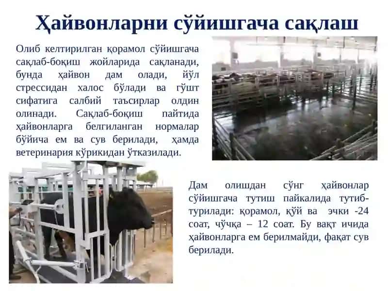 КОЛБАСА МАҲСУЛОТЛАРИ ТЕХНОЛОГИЯСИ 3