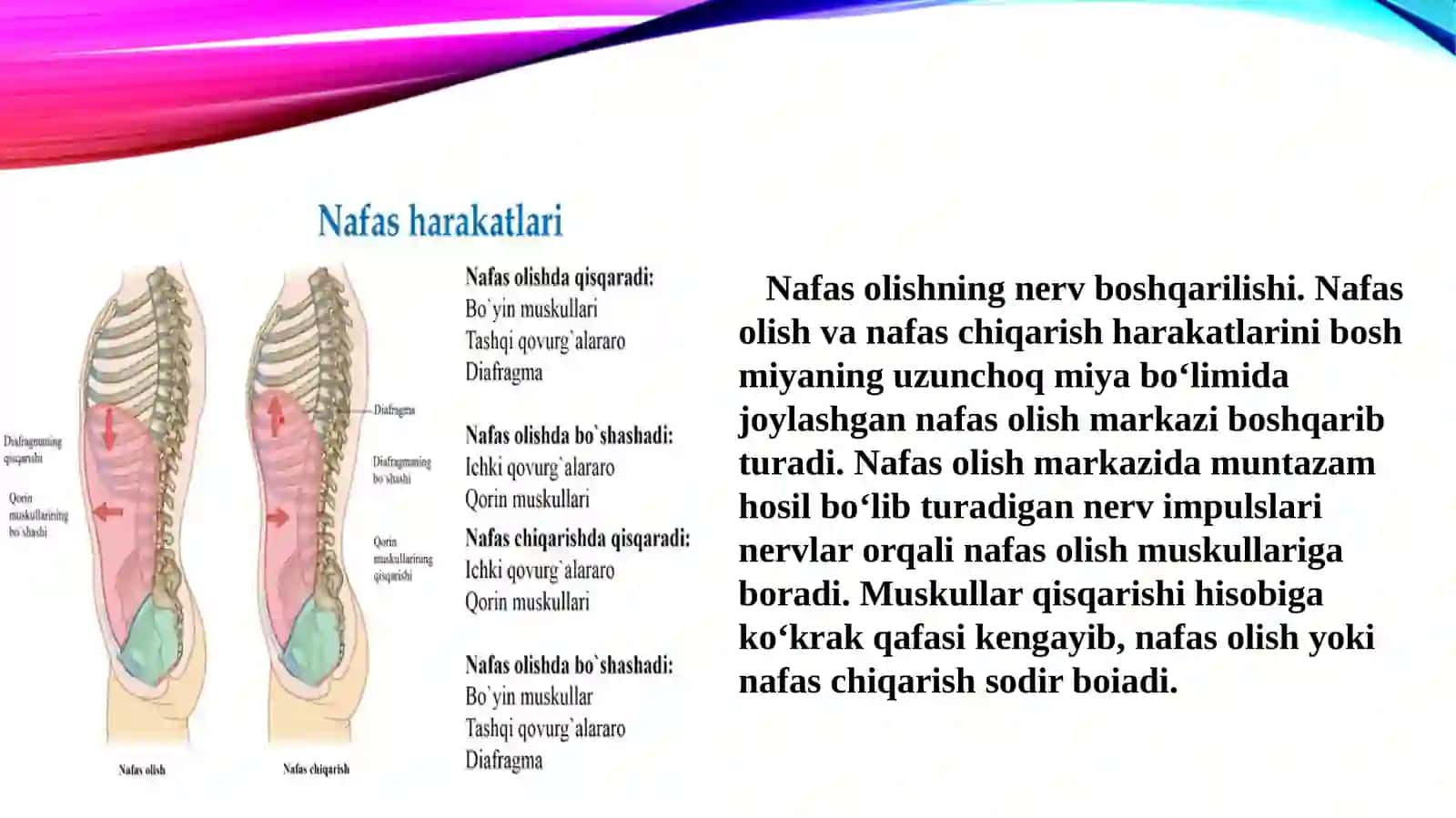 Nafas olishning boshqarilishi 3