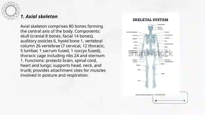 Skeletal anatomy 3