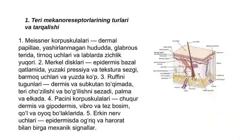 Sensor retseptsiya, teri analizatori lokalizatsiyani aniqlash 3
