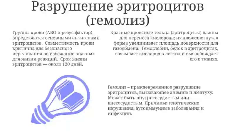 Эритроциты, виды и функции 3