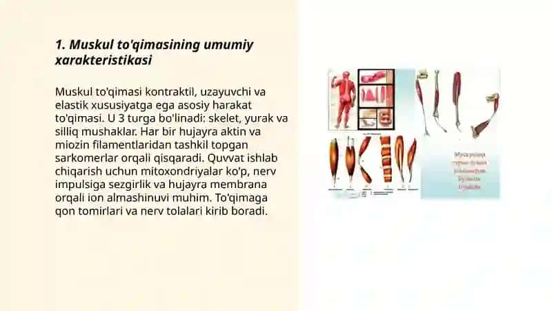 Muskul tòqimasining umumiy tuzilishi va xillari 3