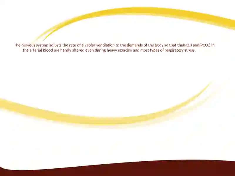 Regulation of Respiration 3