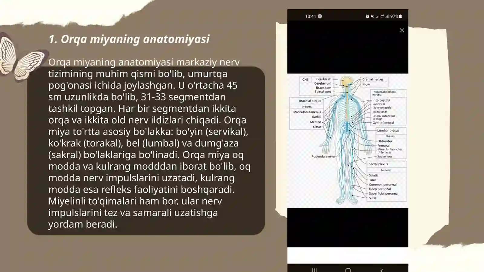 Orqa miyaning tuzulishi 3
