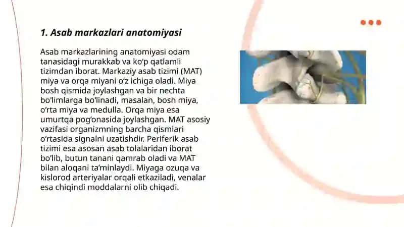 Asab markazlari anatomiyasi 3
