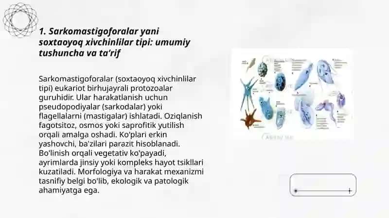 Sarkomastigoforalar yani soxtaoyoq xivchinlilar tipi 3