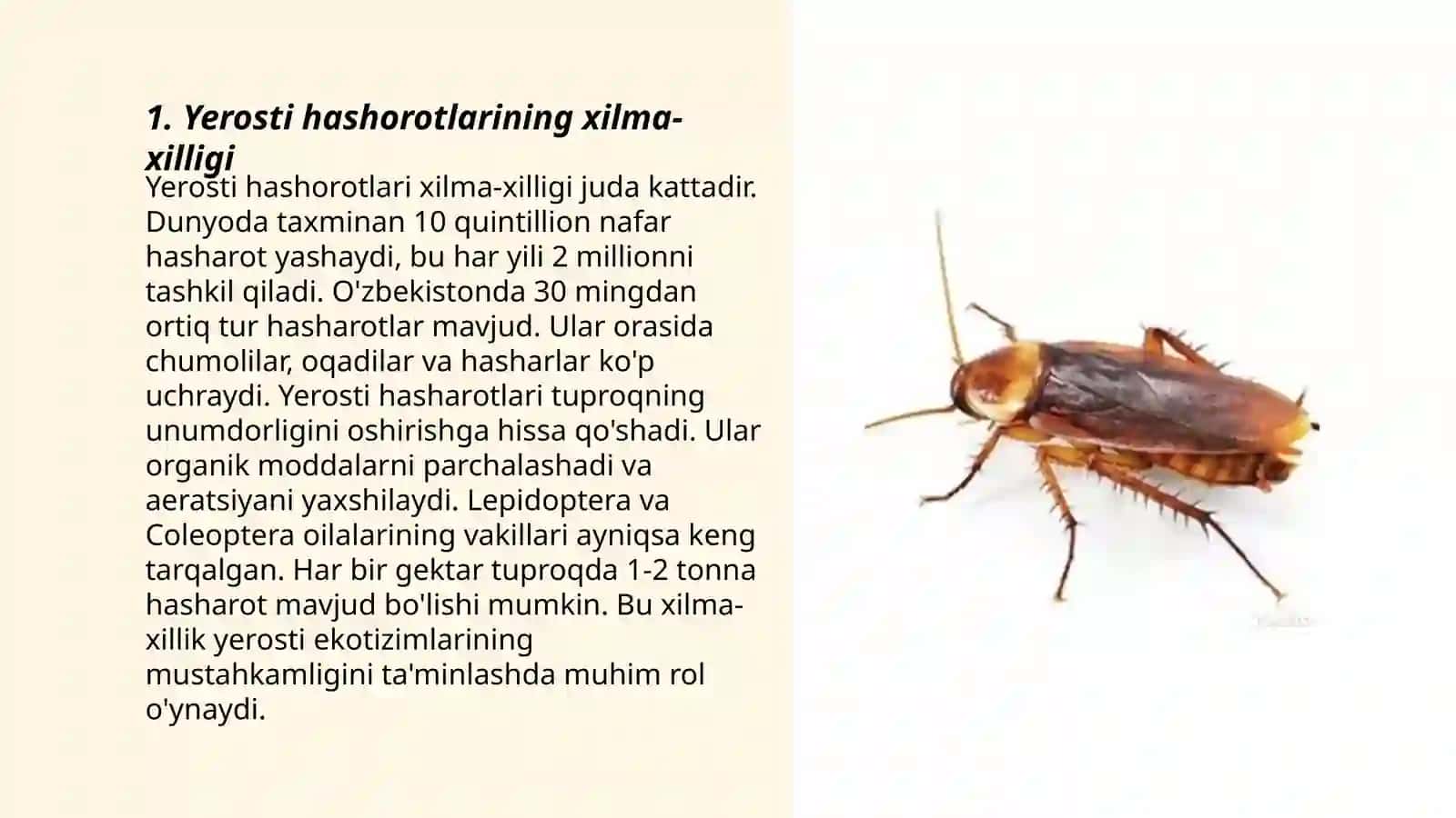 Yerosti hashorotlarining xilma-xilligi 3