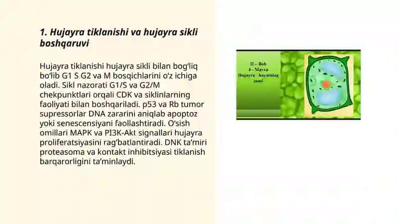 Hujayraning qayta tiklanishi va umrining doimiyligi 3