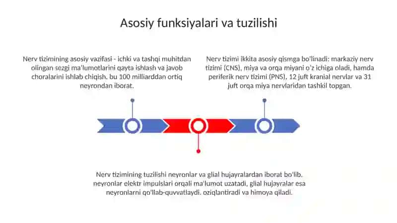 Nerv sistemasi 3