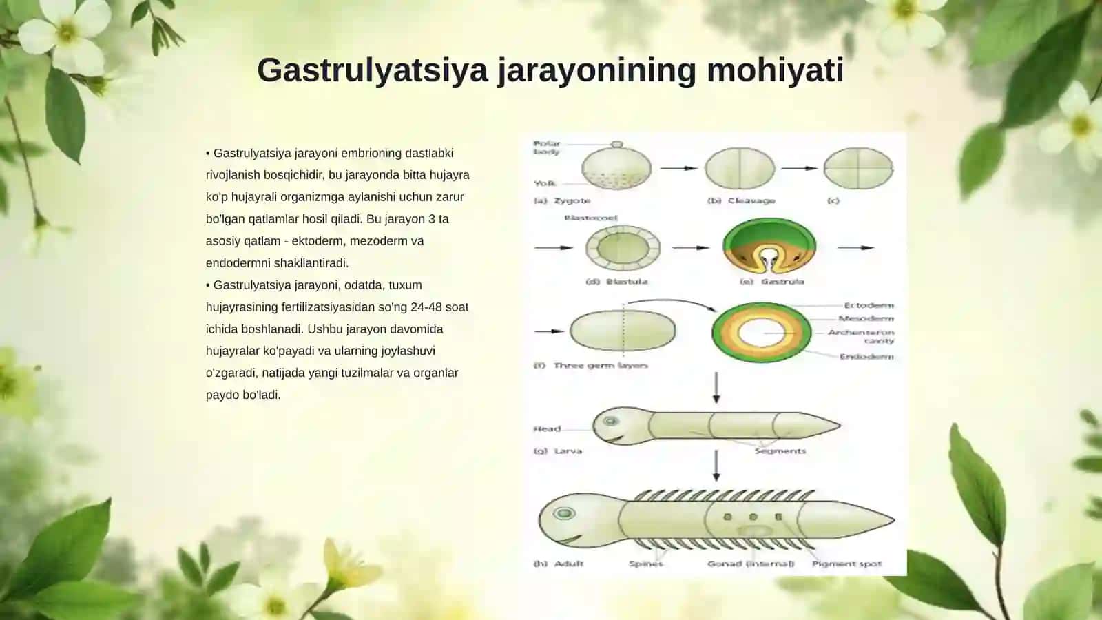 Gastrulyatsiya va oʻq organlarining hosil boʻlishi 3