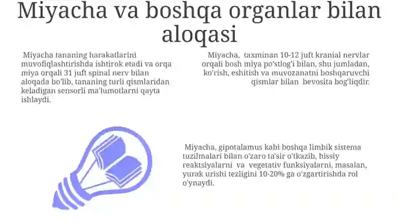 Miyacha, Ôrta miya, Oraliq miya 3