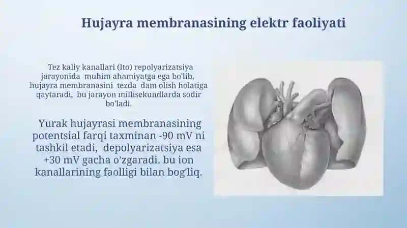 Yurak avtomatiyasining tabiati 3