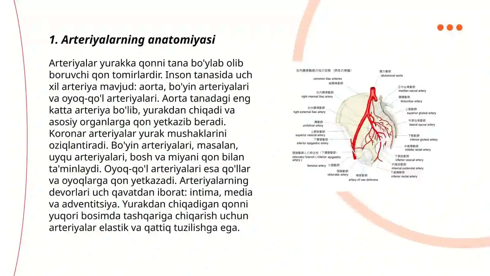 Arteriyalarning tarqalish qonuni 3