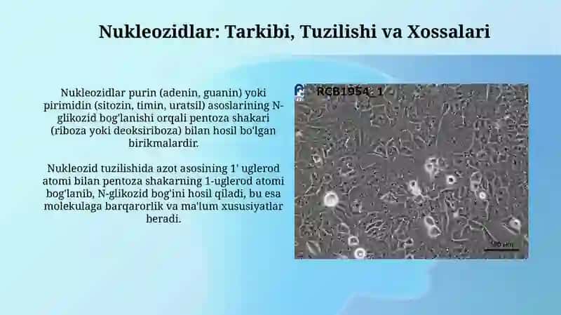 Nukleozidlar va Nukleotidlar: Tuzilishi, Xossalari va Sintezi 3