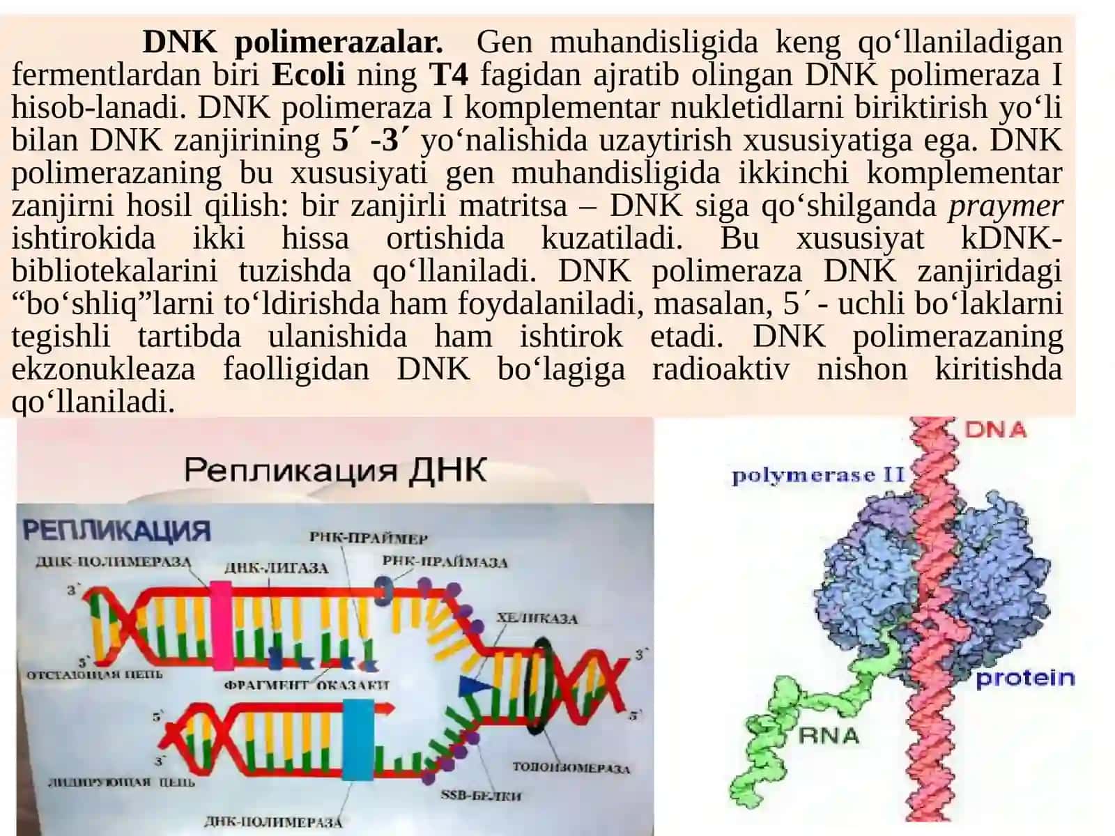 Gen muxandisligi fermentlari.DNKnibo‘laklargaqirqishvarestriksionxaritalarnituzish 3