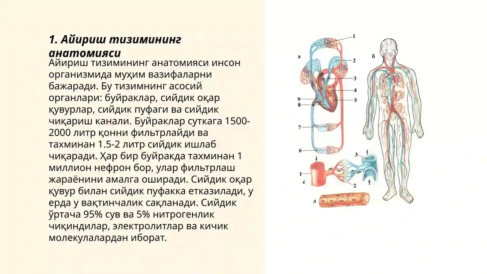 Айириш системаси физиологияси 3