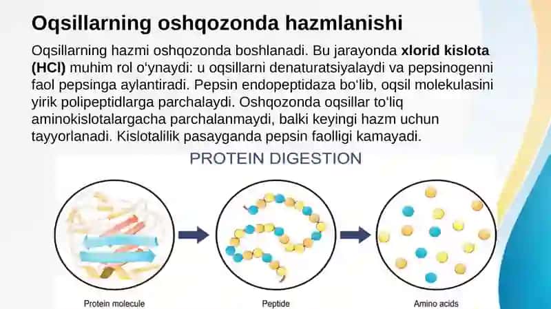 Oqsillar hazmlanishi va soʻrilishi. Aminokislotalar almashinuvini umumiy yoʻllari 3