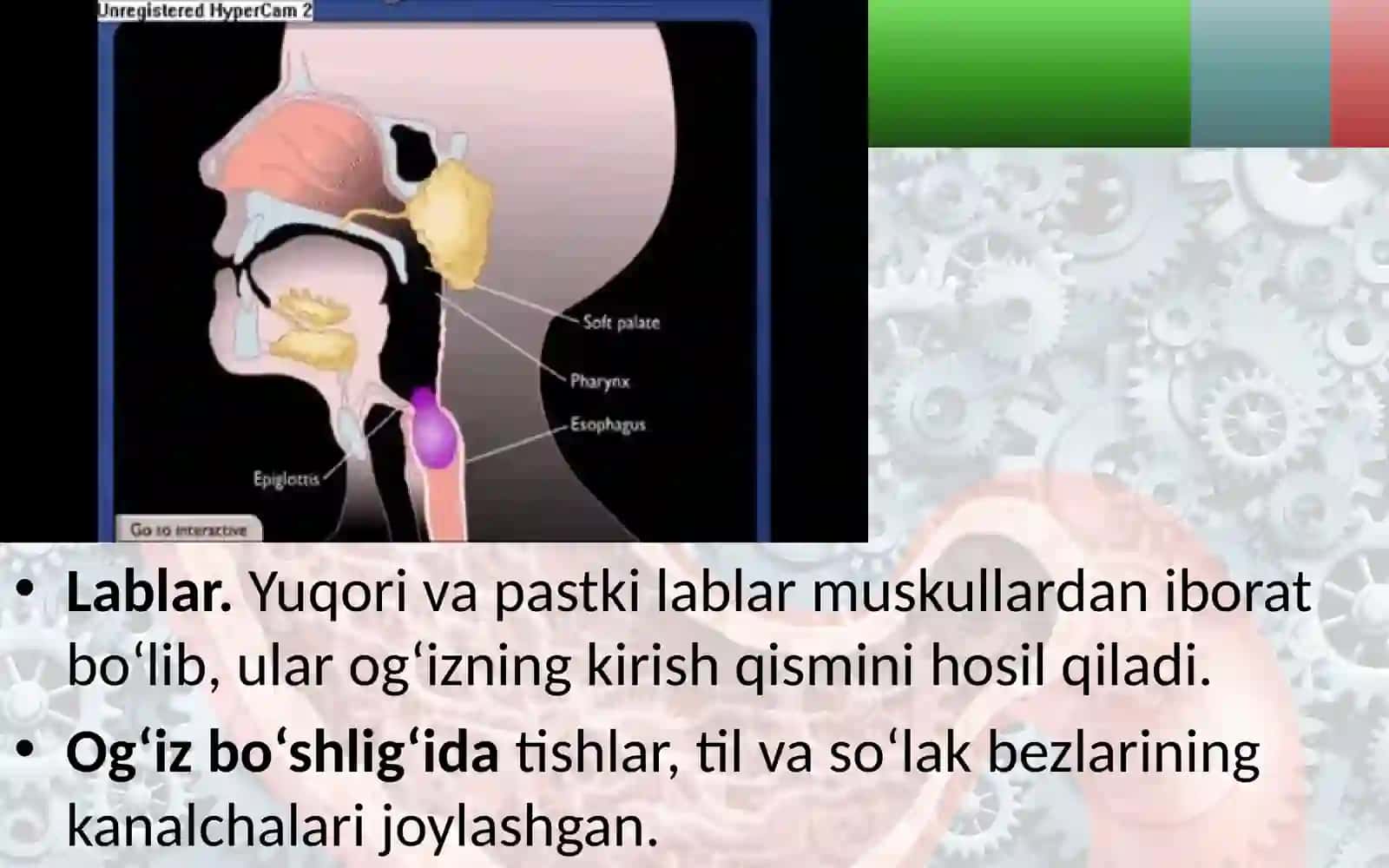 Ovqat hazm qilish organlarining tuzilishi va vazifasi 3