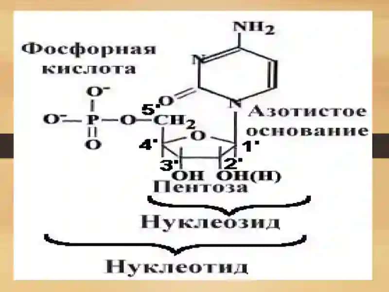 НУКЛЕОТИДЛАР АЛМАШИНУВИ 3