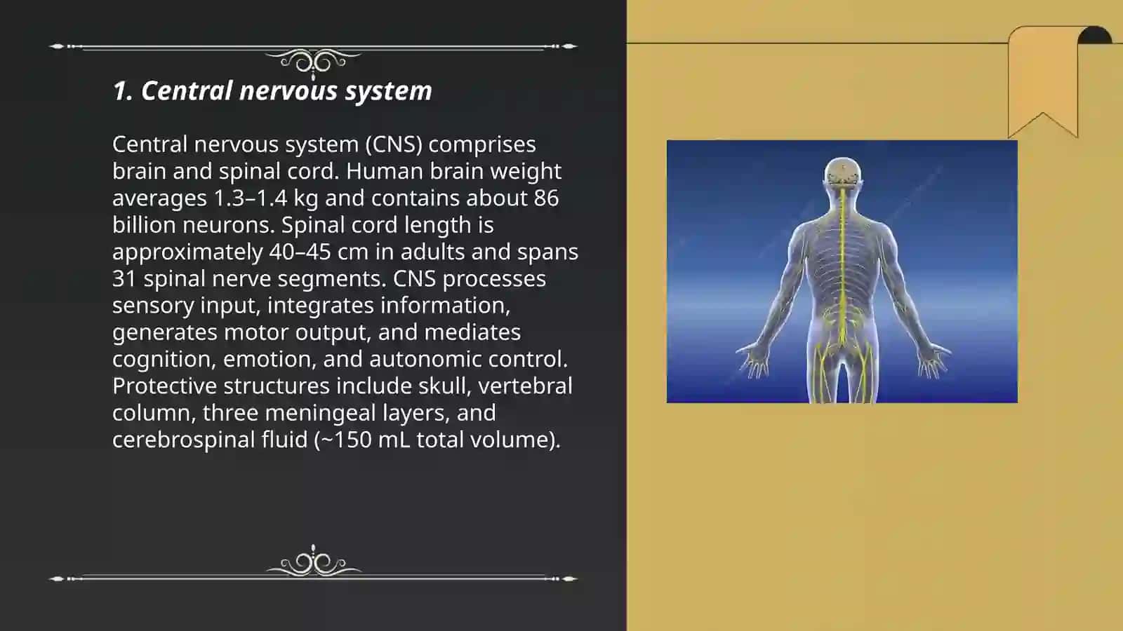 Nervous system 3