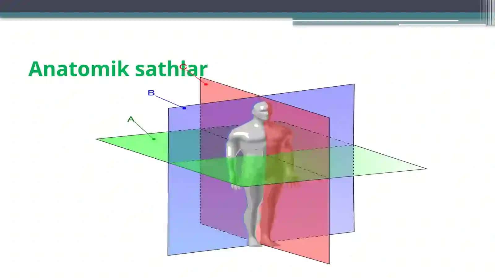 Anatomiya fanlari 3