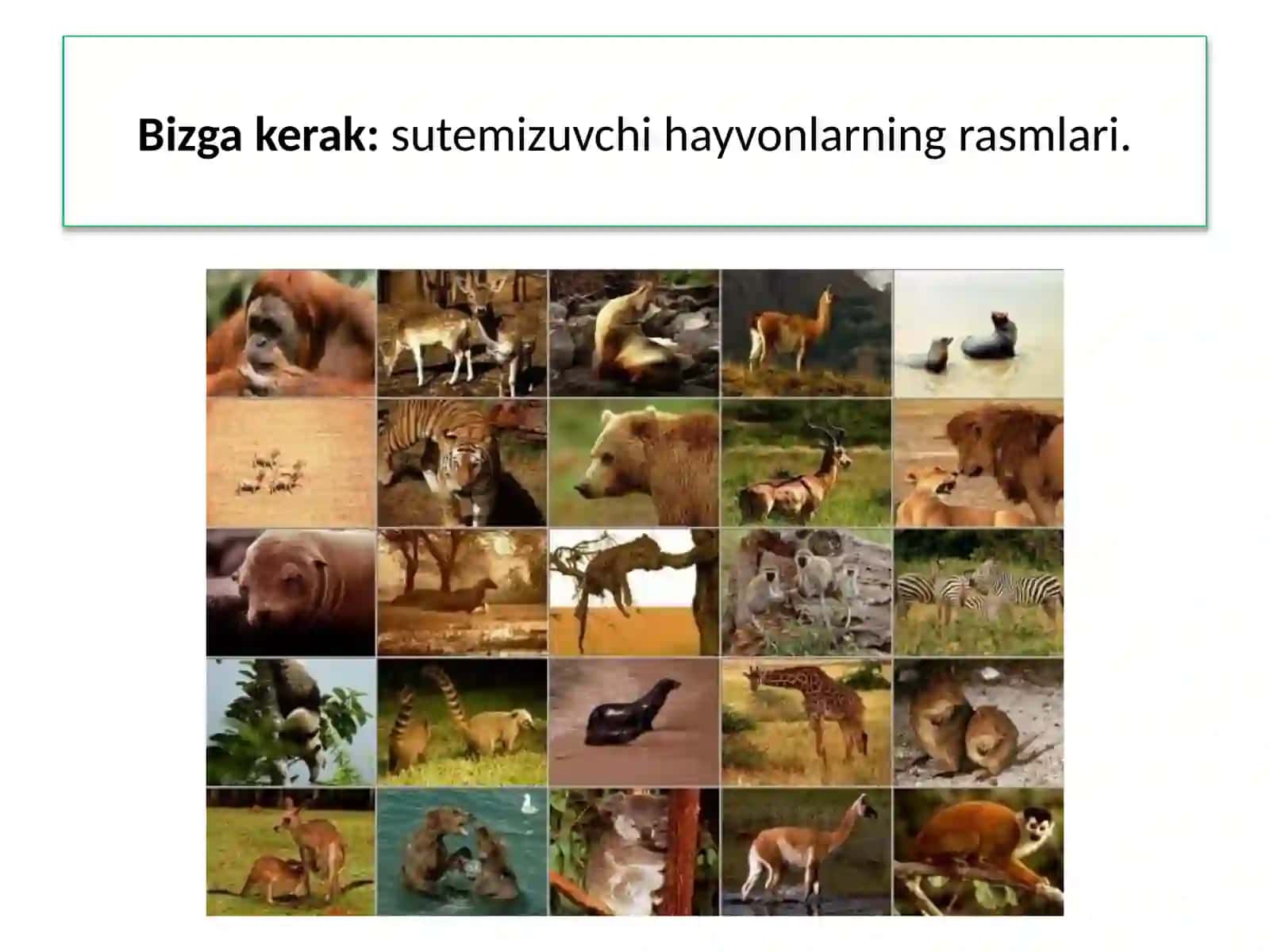 MAWU.HAYVONLAR SISTEMATIKASINIO‘RGANISH 3