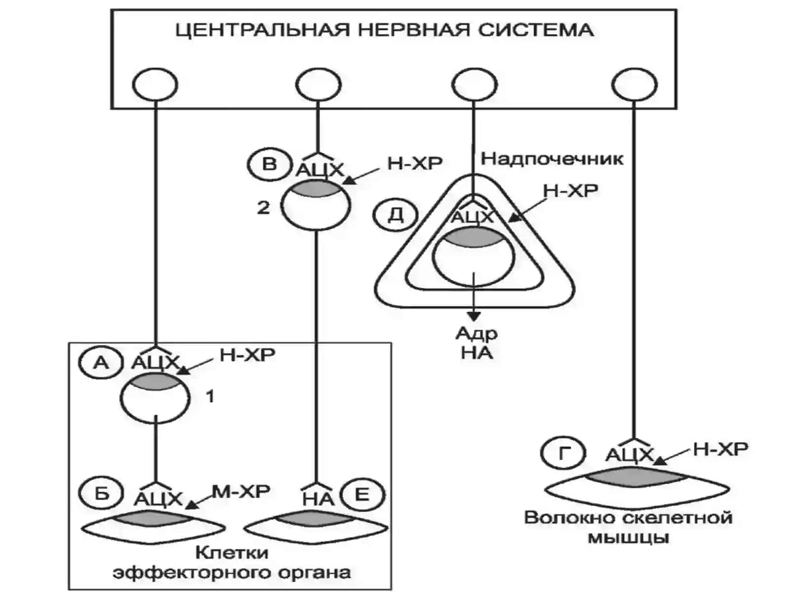 Н-ХОЛИНЭРГИК ВОСИТАЛАР 3