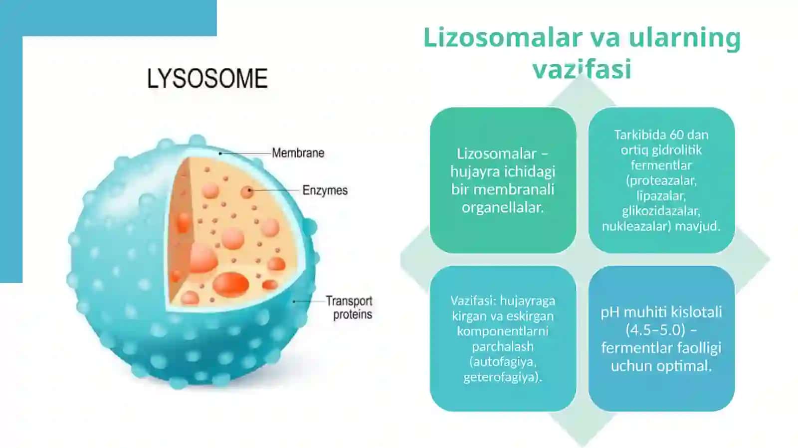 Toʻplanish kasalliklarining biokimyoviy mexanizmi 3