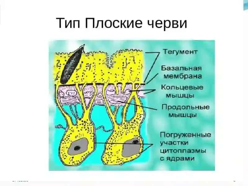 Neodermatalar filogeniyasi 3