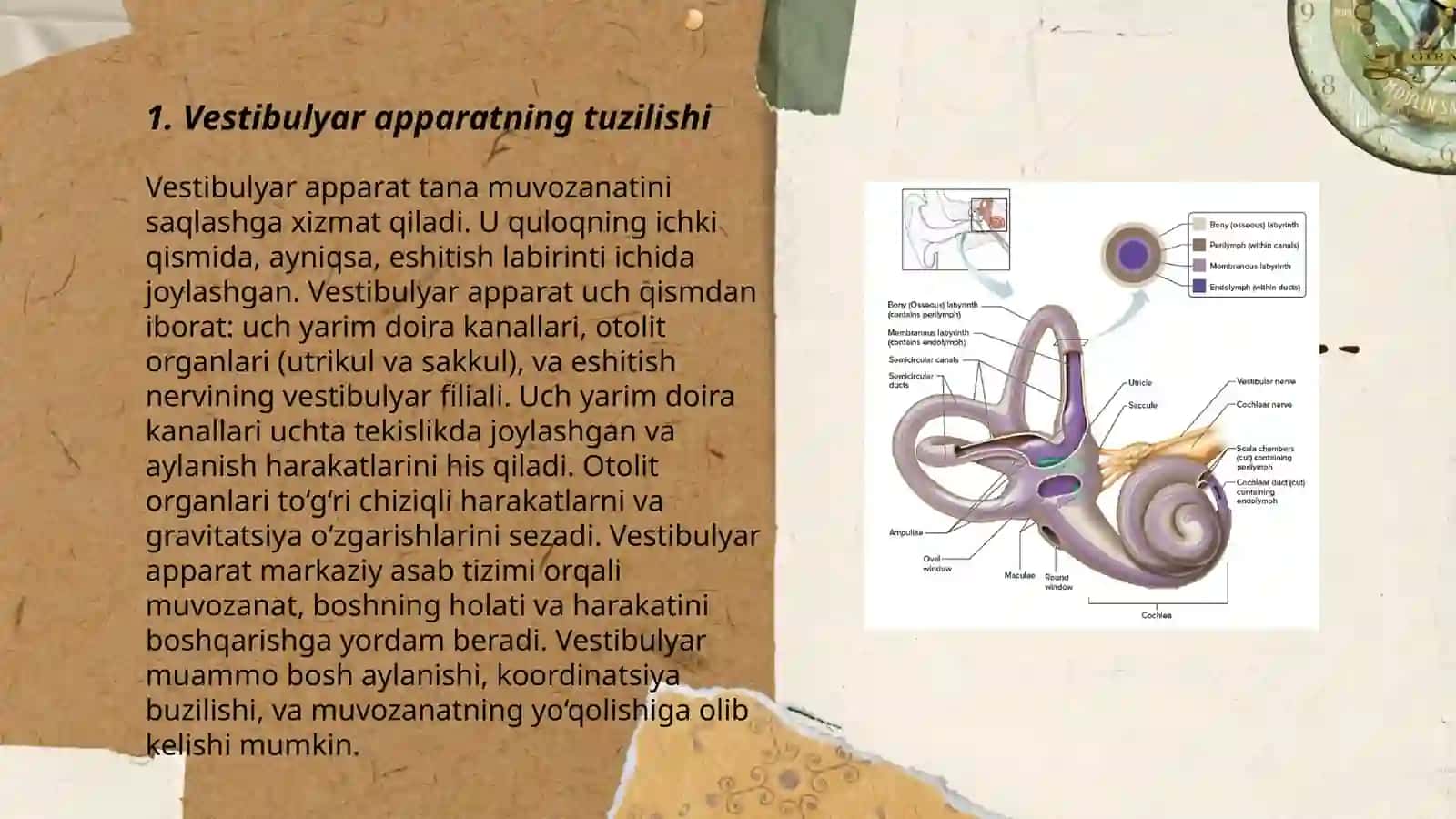 Eshituv va vestibular analizatorlar fiziologiyasi 3