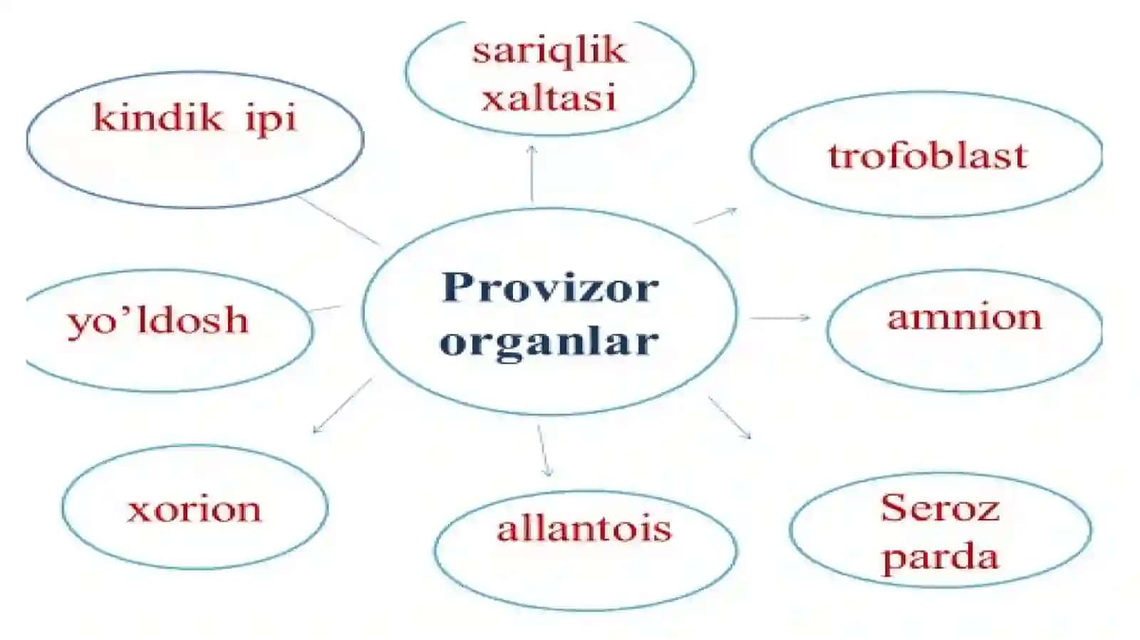 Provizora' zolarning shakllanishi 3