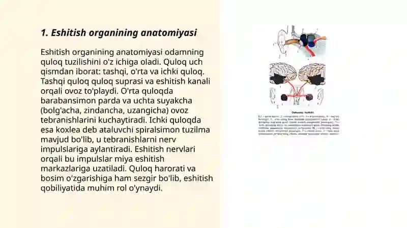 Eshitish organining tuzilishi va uning regeneratsiya qilish hususiyatlari 3