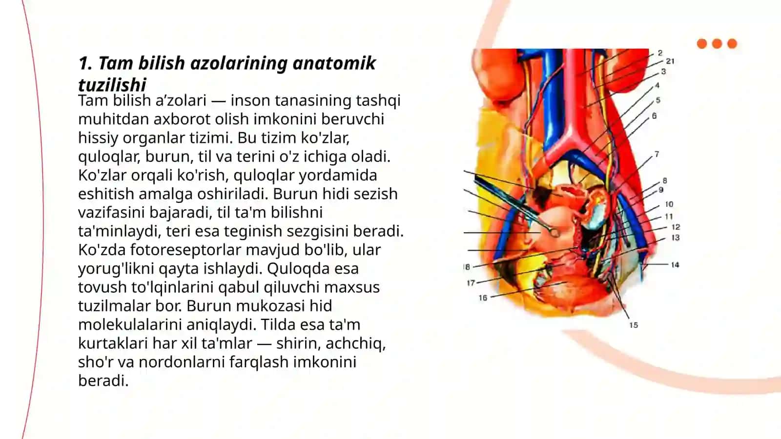 Tam bilish azolarining funksional anatomiyasi 3