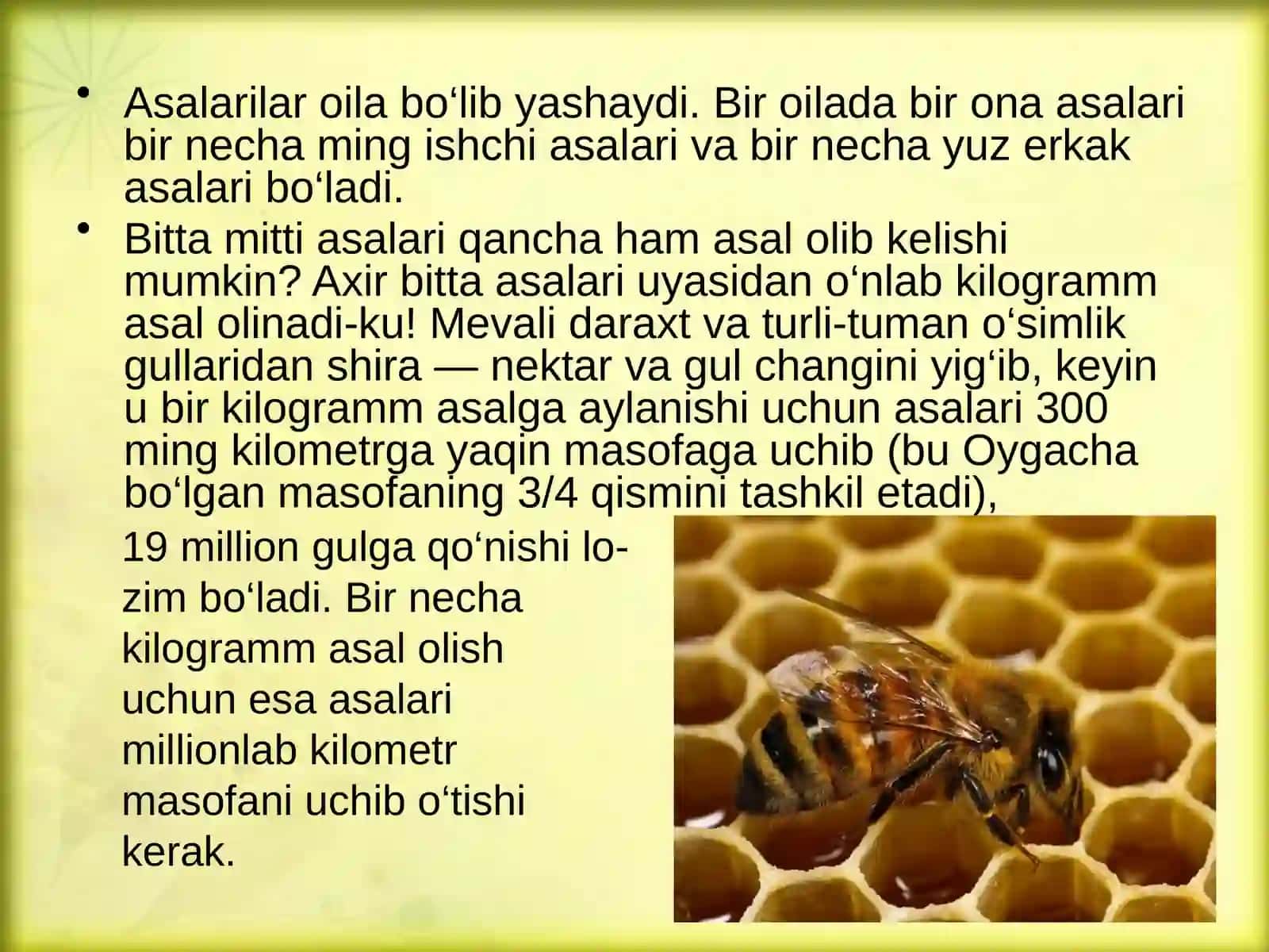 Asalari 3