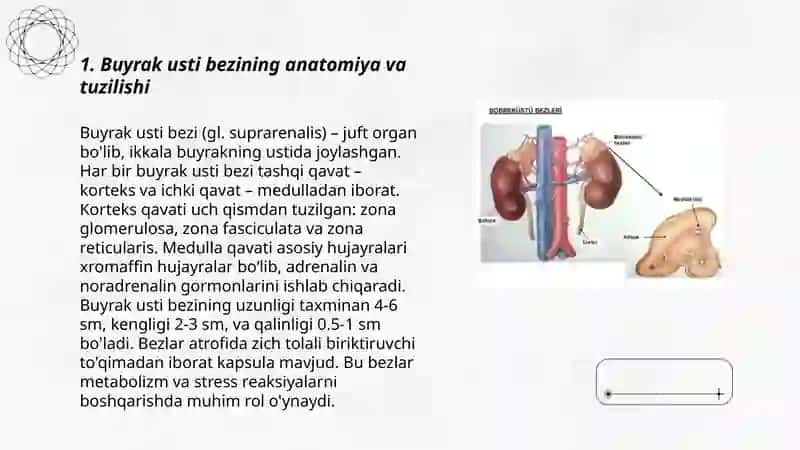 Buyrak usti bezi garmonlari va ularning vazifalari davolash usullari 3