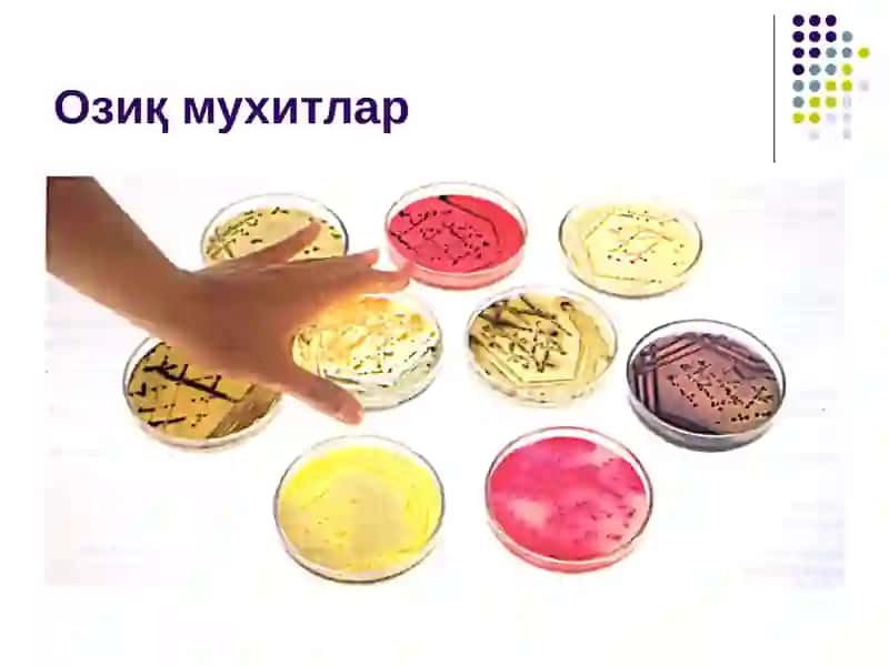 Бактерияларнинг физиологияси. Нафас олиши,   озикланиши, кўпайиши.  Озиқ мухитлар 3
