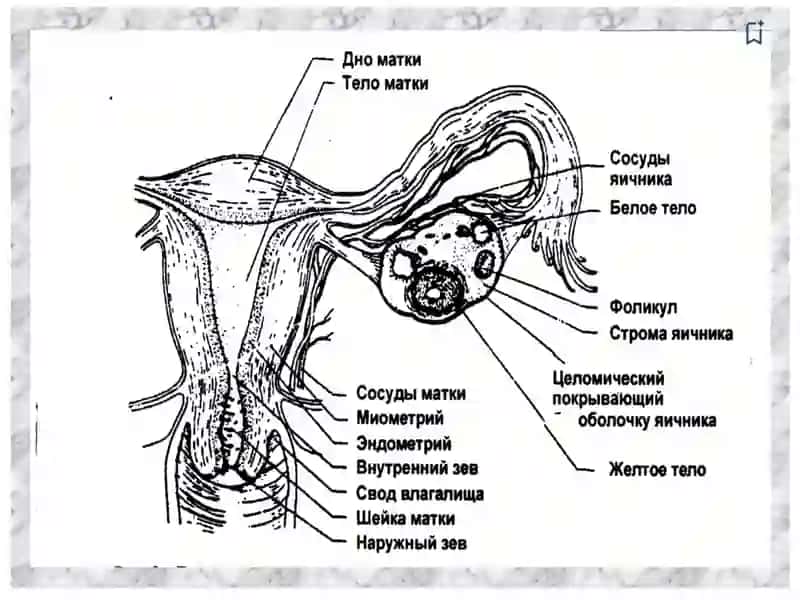 Механизм гормонального регулирования полового цикла 3