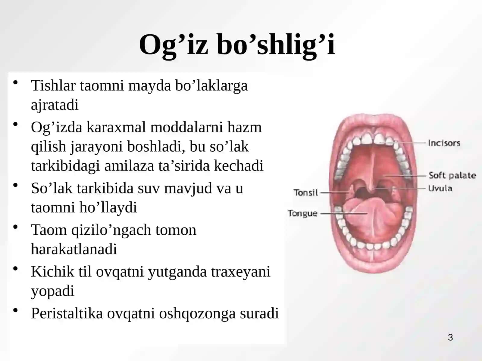 Hazm qilish tizimi 3