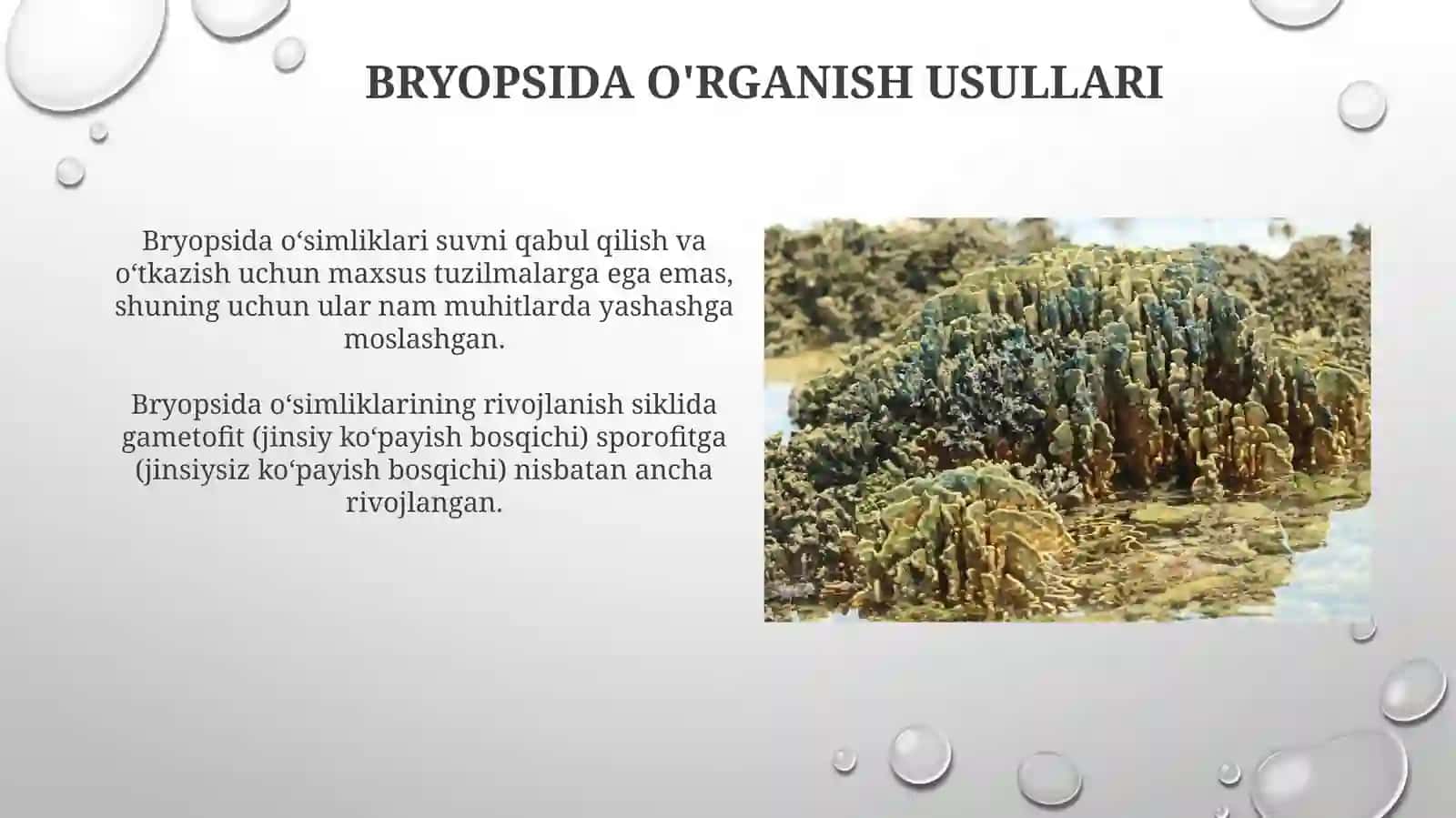 Bryopsida o'rganish usullari 3
