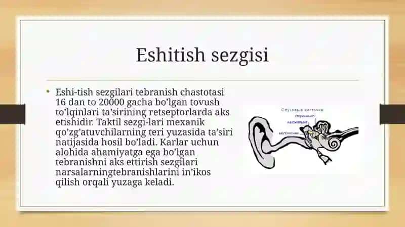 Sezgilarning umumiy qonuniyatlari va sezgirlik 3