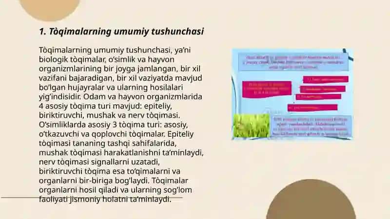 Tòqimalar haqida umumiy tushuncha va ularning tasnifi. Hosil qiluvchi tòqima, uning turlari va vazifasi 3
