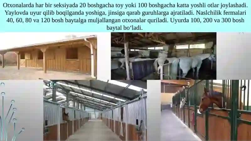 YILQICHILIK XO‘JALIGI LOYIHALARI 3