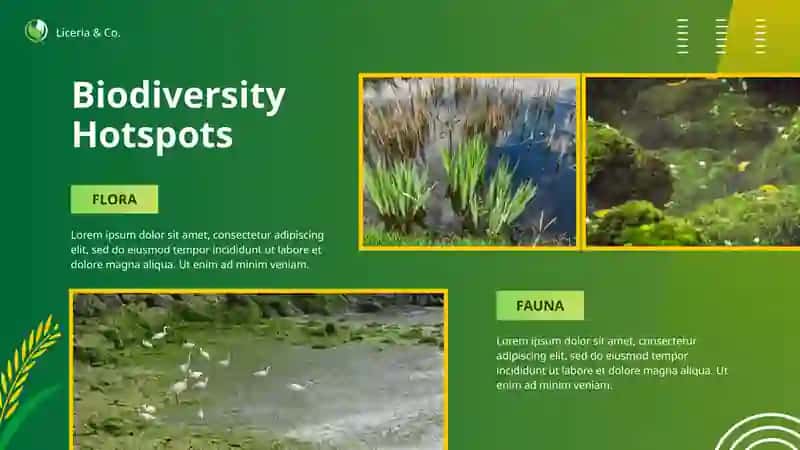 Introduction to Rice Fields 3