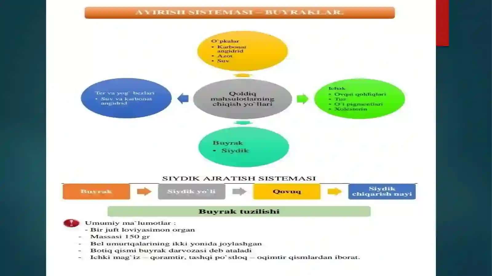 BUYRAKNING YUKSTAMEDULYAR APPARATI SITOFIZIOLOGIYASI 3