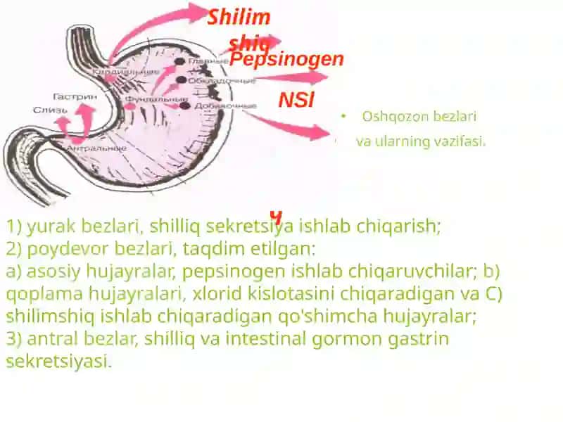 Qorin bo'shlig'i organlarining topografiyasi 3