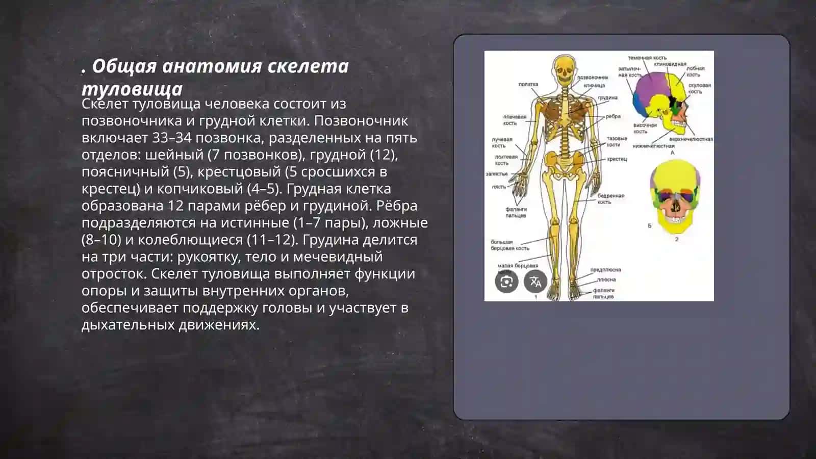 Скелет туловиша.Виражение временних отношений в простом и сложном предложении 3