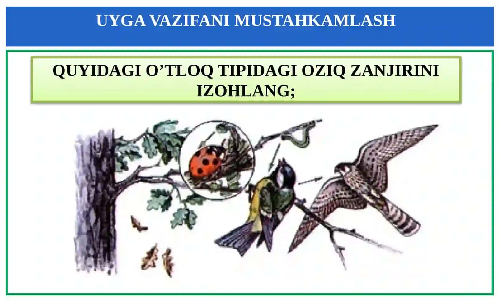 11-sinf Biologiya fanidan Ekotizimlarning mahsuldorligi mavzuda dars taqdimoti 3