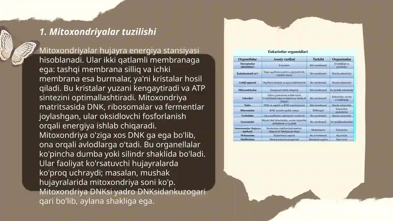 Mitoxondriya, plastidalar, lizosomalar va sitoplazmaning boshqa organoidlari 3