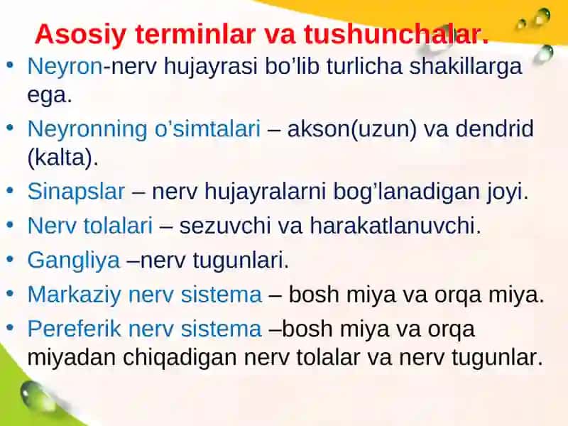 Nerv markazlarining turli bo‘limlarining tuzilishi va rivojlanishi 3