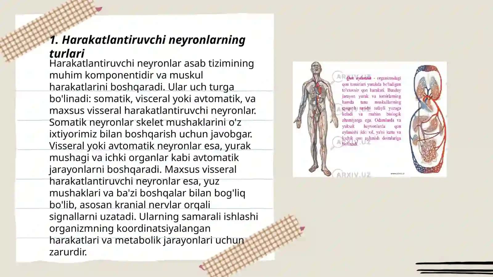 Orqa miyaning harakatlantiruvchi neyronlarining turlari, morfo-funksional xususiyatlari 3